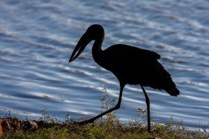 Anastomus lamelligerus (Bec-ouvert africain)