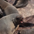 Arctocephalus pusillus (Otarie à fourure d'Afrique du sud)