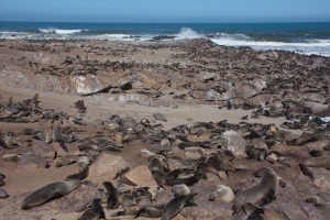 Arctocephalus pusillus (Otarie à fourure d'Afrique du sud)