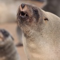 Arctocephalus pusillus (Otarie à fourure d'Afrique du sud)