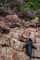 Arctocephalus pusillus (Otarie à fourure d'Afrique du sud)