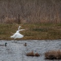 Ardea alba (Grande Aigrette)