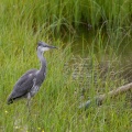 Ardea cinerea (Héron cendré)