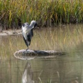 Ardea cinerea (Héron cendré)