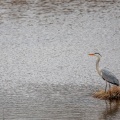 Ardea cinerea (Héron cendré)