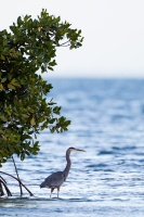 Ardea herodias (Grand héron)