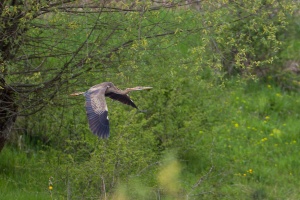 Ardea purpurea (Héron pourpré)
