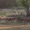 Axis axis (Chital)