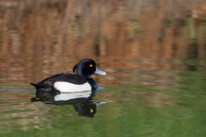 Aythia fuligula (Fuligule morillon)