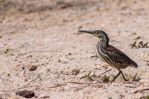 Butorides striata (Héron strié)