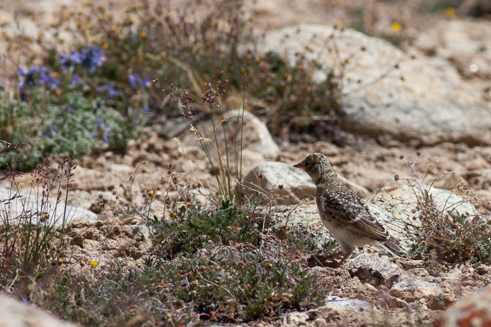 calandrella-acutirostris-tajikistan-42232E47-4BBF-4822-A350-6FE37D137026.jpg