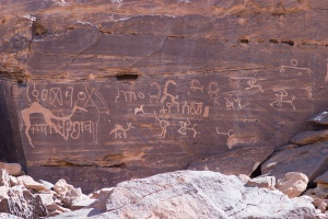 Camelus dromedarius (Dromadaire) petroglyph