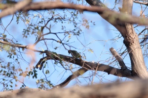 Campethera abingoni (Pic à queue dorée)