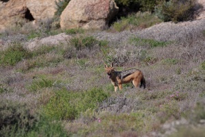 Canis mesomelas (Chacal à chabraque)