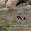 Canis mesomelas (Chacal à chabraque)
