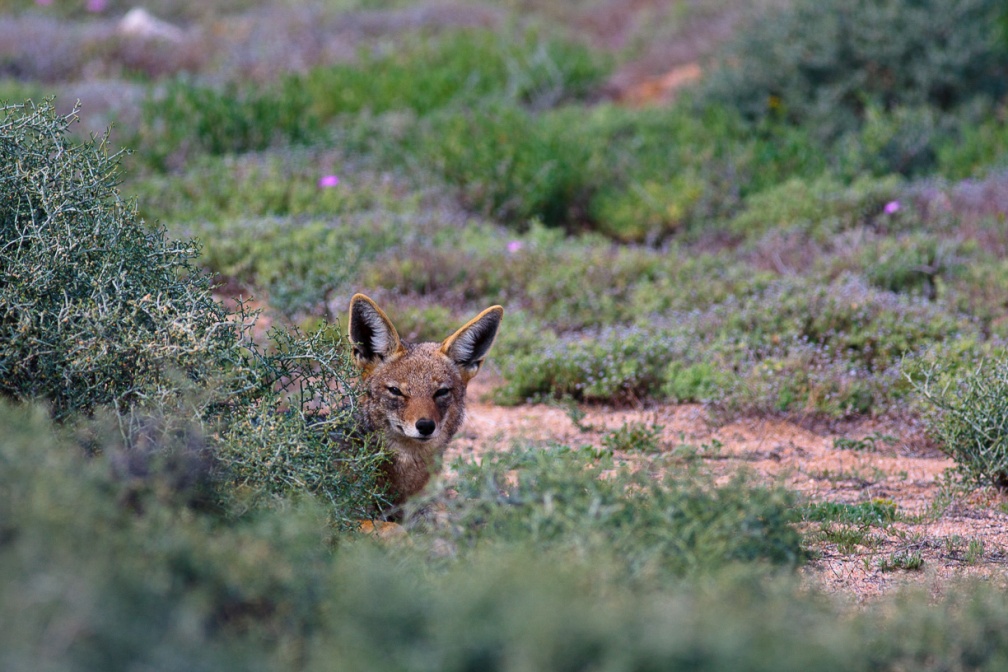 canis-mesomelas-south-africa-4E877F27-40D5-44E5-80D1-3892CD042F31.jpg