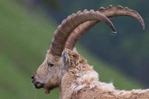 Capra ibex (Bouquetin)