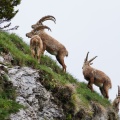 Capra ibex (Bouquetin)