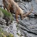 Capra ibex (Bouquetin)