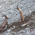 Capra ibex (Bouquetin)