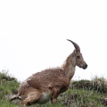 Capra ibex (Bouquetin)