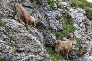 Capra ibex (Bouquetin)