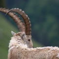 Capra ibex (Bouquetin)
