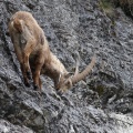 Capra ibex (Bouquetin)