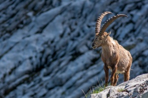Capra ibex (Bouquetin)