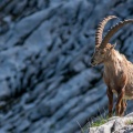 Capra ibex (Bouquetin)