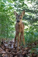 Capreolus capreolus (Chevreuil)