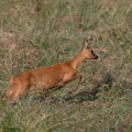 Capreolus capreolus (Chevreuil)