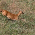 Capreolus capreolus (Chevreuil)