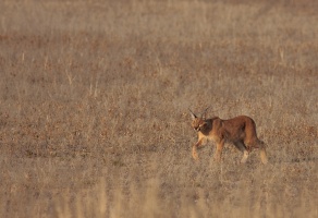 Caracal caracal (Caracal)