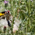 Carduelis carduelis (Chardonneret élégant)