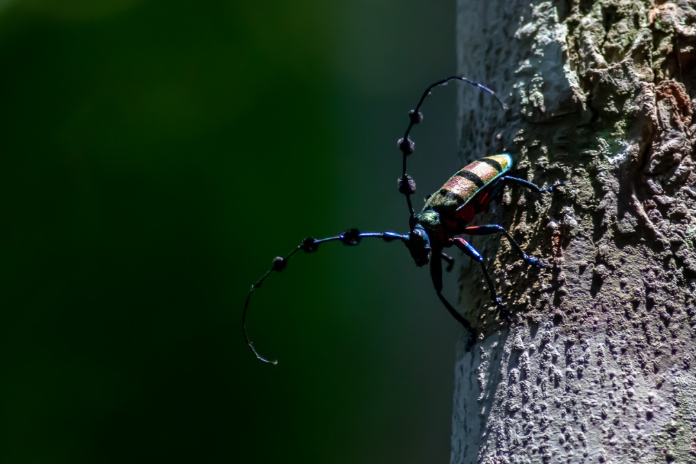 cerambycidae-indonesia-BC378802-0B91-44F6-BAED-AC6D37FF8C79.jpg