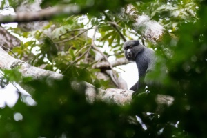 Cercopithecus nictitans (Hocheur)