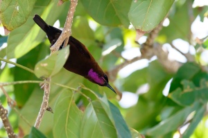 Chalcomitra fuliginosa