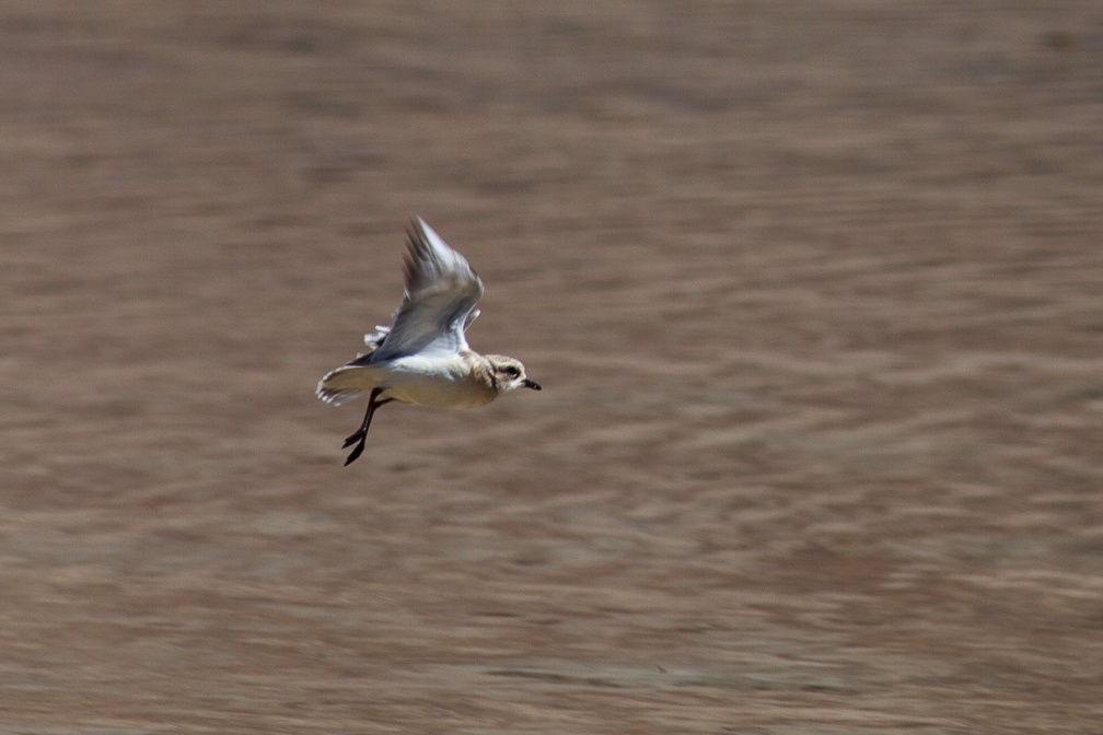 charadrius-mongolus-tajikistan-1750D118-3529-4FC7-8743-7B91DC0C62A7.jpg