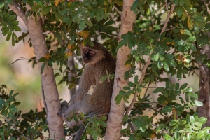 Chlorocebus aethiops pygerythrus (Vervet)