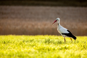 Ciconia ciconia (Cigogne blanche)