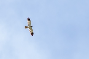 Circus maillardi, Male