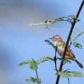 Cisticola juncidis