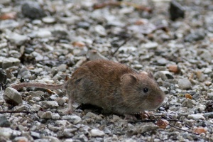 Clethrionomys glareolus (Campagnol roussâtre)