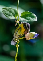 Coereba flaveola (Sucrier à ventre jaune)