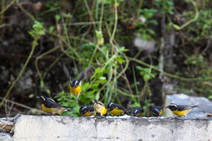 Coereba flaveola (Sucrier à ventre jaune)