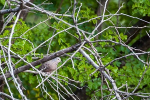 Columbina passerina (Colombe à queue noire)