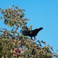 Corvus capensis (Corneille du Cap)