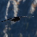 Corvus corax (Grand corbeau)