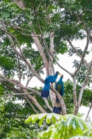 Corythaeola cristata